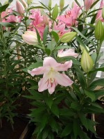 [4214 Jetaime No201.JPG]